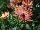 Cohen Propagation Nurseries: Osteospermum  'Terracotta' 
