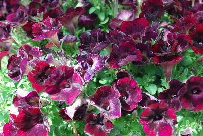 Cohen Propagation Nurseries: Boom! Petunia Basic Velvet Red 