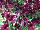 Boom! Petunia Basic Velvet Red 