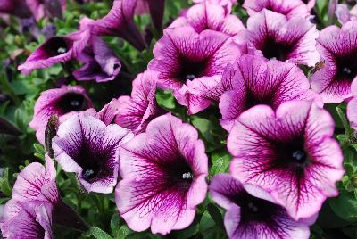 Cohen Propagation Nurseries: Boom! Petunia Vein Pink Violet 