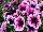 Boom! Petunia Vein Pink Violet 