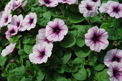 Cohen Propagation Nurseries: Boom! Petunia Little White 'n Violet 