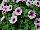 Boom! Petunia Little White 'n Violet 