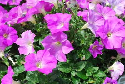 Cohen Propagation Nurseries: Boom! Petunia Basic Lilac 