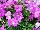 Boom! Petunia Basic Lilac 