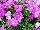 Cohen Propagation Nurseries: Petunia  'Basic Lilac' 