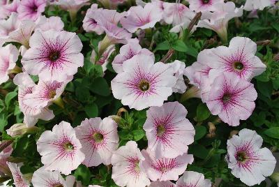 Petunia Boom! 'Vein Light Rose'