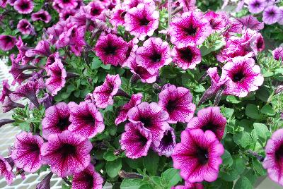 Cohen Propagation Nurseries: Boom! Petunia Little Antique Pink 'N Rose 