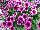 Boom! Petunia Little Antique Pink 'N Rose 