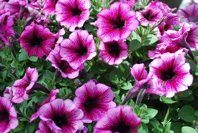 Boom! Petunia Little Antique Pink 'N Rose 