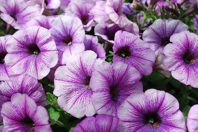 Petunia Boom! 'Vein Blue Touch'