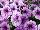 Boom! Petunia Vein Blue Touch 