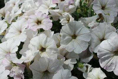 Boom! Petunia Vein White 'N Stripes 