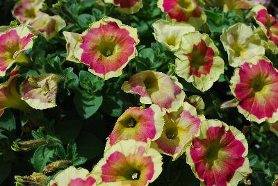 Petunia Boom! 'Vein Red 'N Yellow'