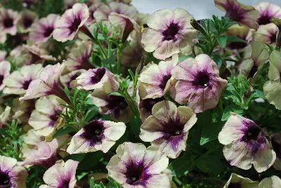 Boom! Petunia Vein Spotted Yellow 