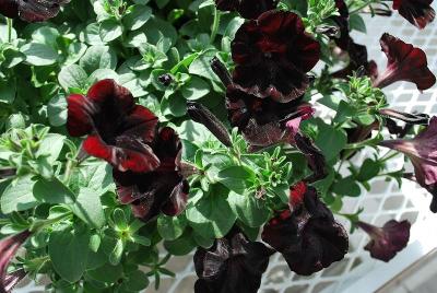 Petunia Boom 'Basic Velvet Red'