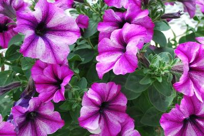 Cohen Propagation Nurseries: Viva Glow Petunia Select Rose Stardust 