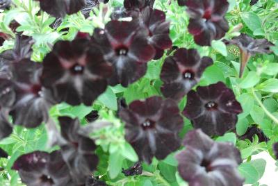 Cohen Propagation Nurseries: Happy Magic Petunia Mini Black 