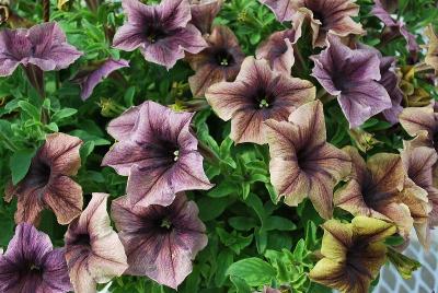 Petunia Happy Magic 'Dark Caramel Star'