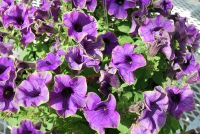 Cohen Propagation Nurseries: Happy Magic Petunia Blue with Green Edge 