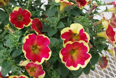 Petunia Boom 'Vein Red n' Yellow'