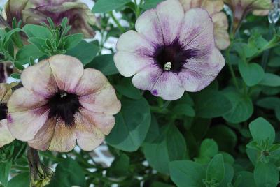 Petunia Boom 'Vein Spotted Yellow'