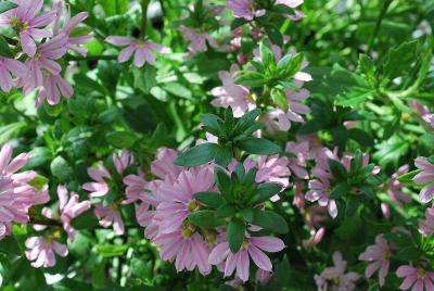 Scaevola Euphoria 'Pink'