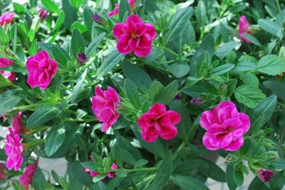 Caloha® Calibrachoa 'Double Rose Marble'