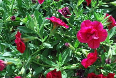 Cohen Propagation Nurseries: Caloha® Calibrachoa Double Burgundy 