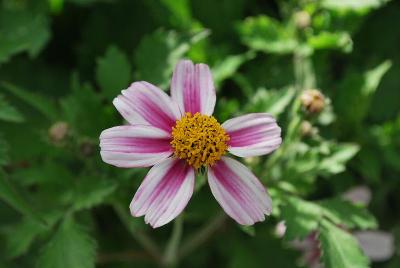 Bidens  'Dawn Star'