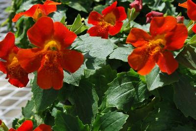 Torelus  'Orange Red Orchid'