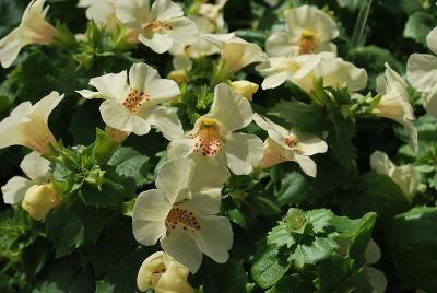 Torelus  'Cream Orchid'