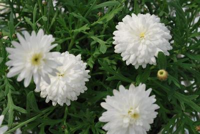 Argyranthemum Glory 'Double White'