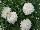 Cohen Propagation Nurseries: Argyranthemum  'Double White' 