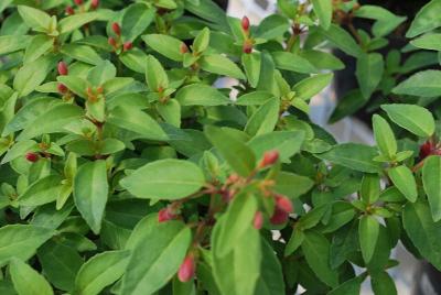 Fuchsia  'Thumbelina'