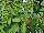 Cohen Propagation Nurseries: Fuchsia  'Thumbelina' 