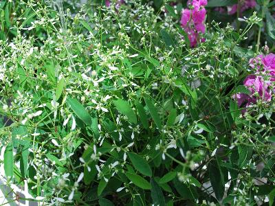 Euphorbia Golan 'White'