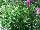 Cohen Propagation Nurseries: Euphorbia  'White' 