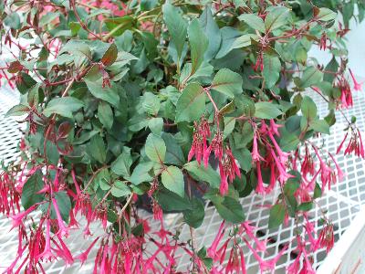 Fuchsia  'Eruption'