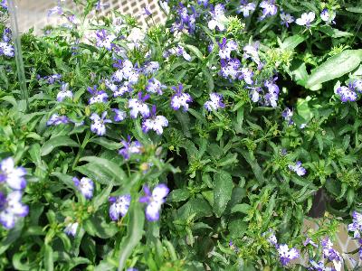 Lobelia California 'Blue-Point'