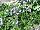 California Lobelia Blue-Point 