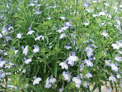 California Lobelia Light-Blue-White 