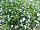 California Lobelia Light-Blue-White 