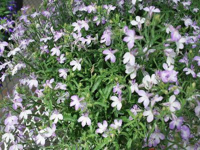 Lobelia California 'Pink-Point'