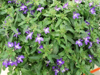 California Lobelia Purple-Point 