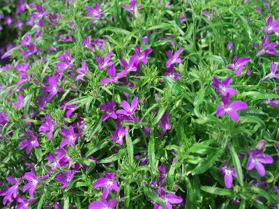 Lobelia California 'Purple'