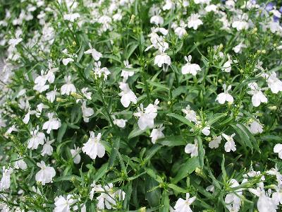 Lobelia California 'White'