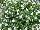 California Lobelia White 