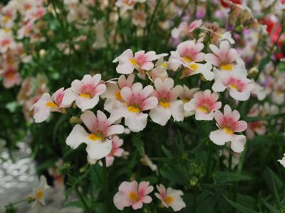 Spicy Nemesia Light-Peach 