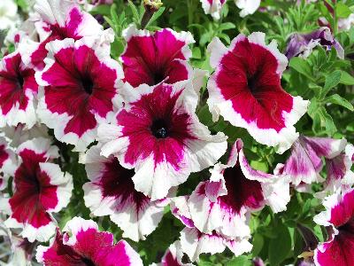 Petunia Happy-Giant 'Purple-Picotee-Bicolor'